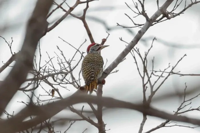File:Speckle-throated Woodpecker (Campethera scriptoricauda).jpg