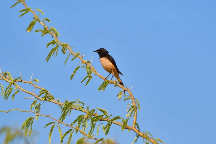 File:Cyprus Wheatear (Oenanthe cypriaca) 01.jpg