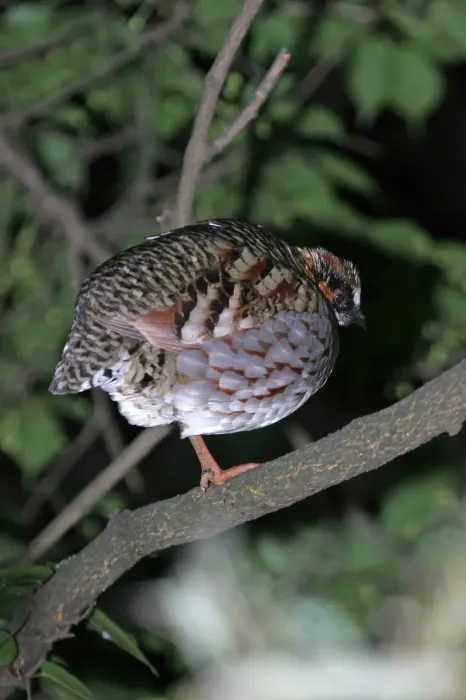 File:Sichuan partridge (Arborophila rufipectus) 01.jpg