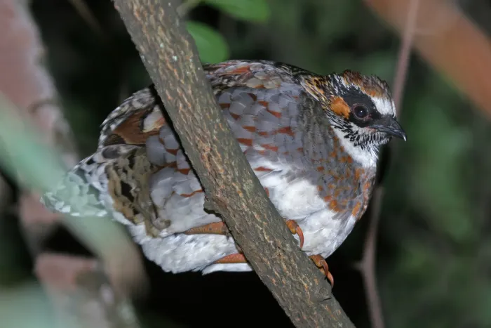 File:Sichuan partridge (Arborophila rufipectus) 02.jpg