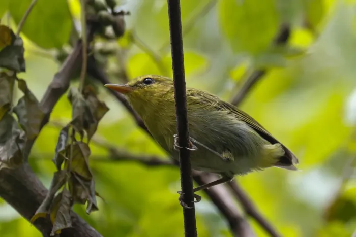 File:Phylloscopus laurae - Tom Field - 512191956.jpeg