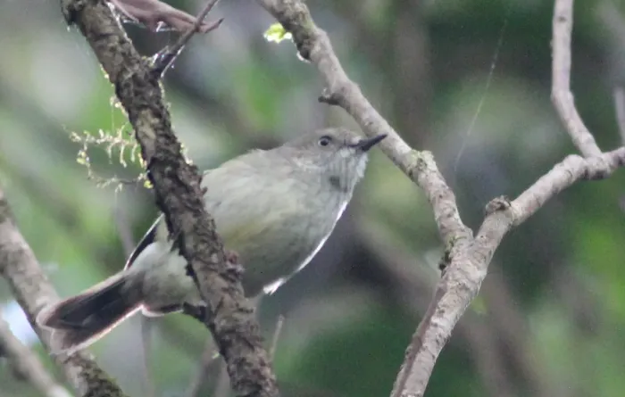 File:Acanthiza katherina - Gary T. Leavens - 369979402.jpeg