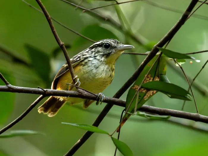 File:Hypocnemis flavescens Imeri Warbling Antbird; Caracaraí, Roraima, Brazil.jpg