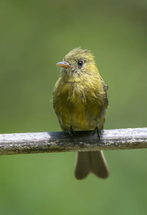 File:Mitrephanes olivaceus - David F. Belmonte - 247541239.jpeg