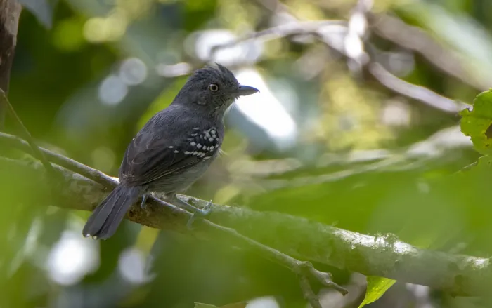 File:Upland Antshrike (Thamnophilus aroyae).jpg
