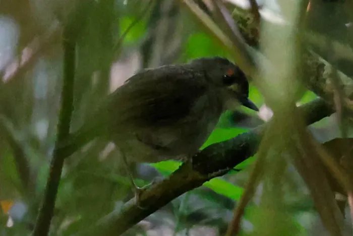 File:Usambara Akalat (Sheppardia montana) (cropped).jpg