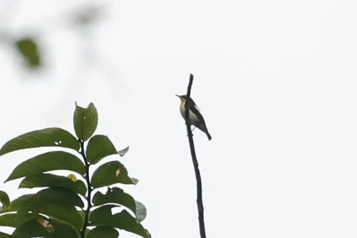 File:Usambara Hyliota (Hyliota usambara).jpg