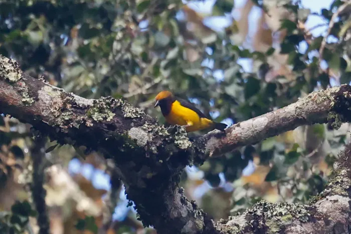 File:Usambara weaver (Ploceus nicolli) 02.jpg