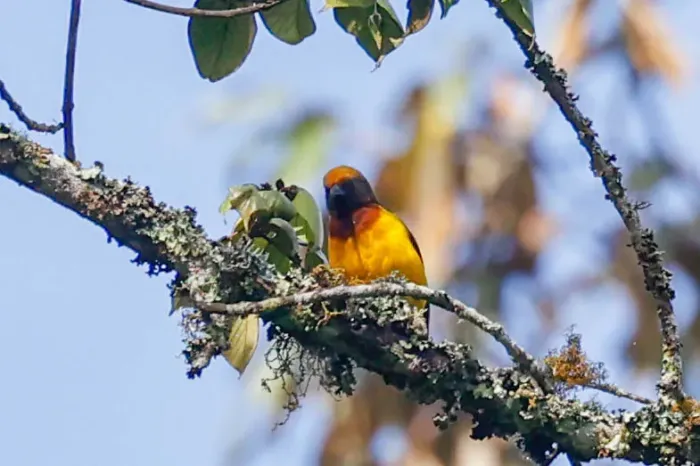 File:Usambara weaver (Ploceus nicolli) 01.jpg