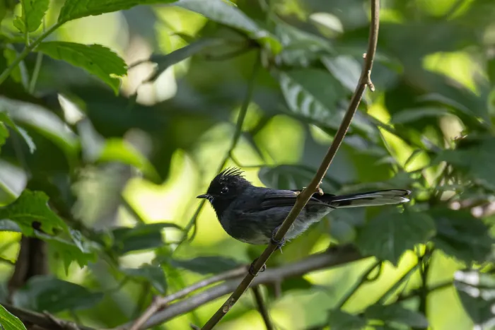 File:White-bellied Crested Flycatcher (Elminia albiventris).jpg