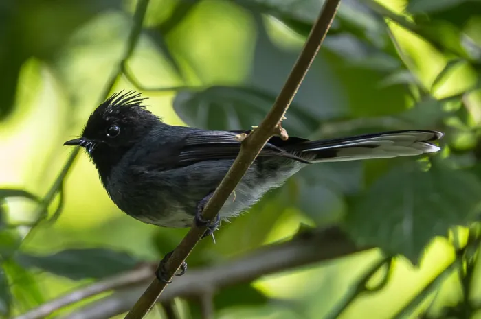 File:White-bellied Crested Flycatcher (Elminia albiventris) (cropped).jpg