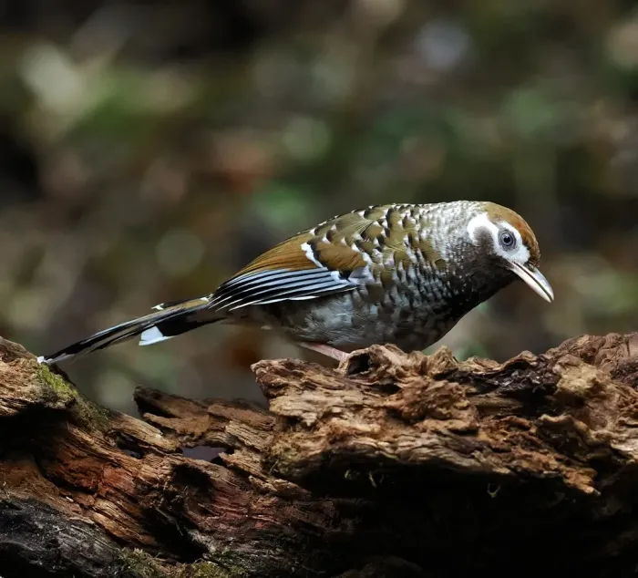 File:White-speckled laughingthrush (Ianthocincla bieti).jpg