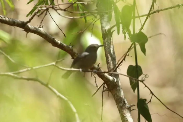 File:Ashy antwren (Myrmotherula grisea).jpg