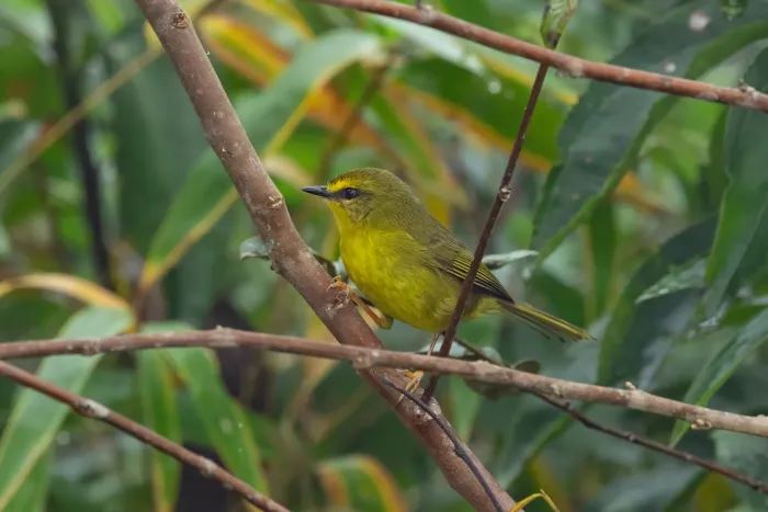 File:Myiothlypis signata - Thibaud Aronson - 455537048.jpeg