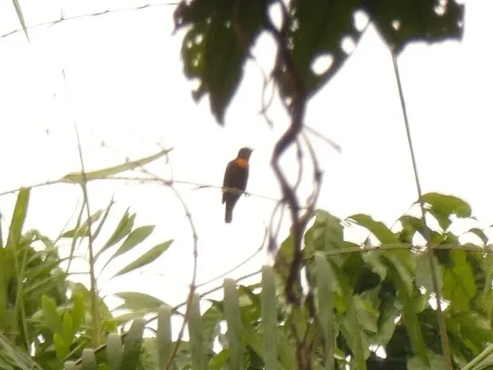 File:Malimbus racheliae - Tony King - 468667118.jpeg