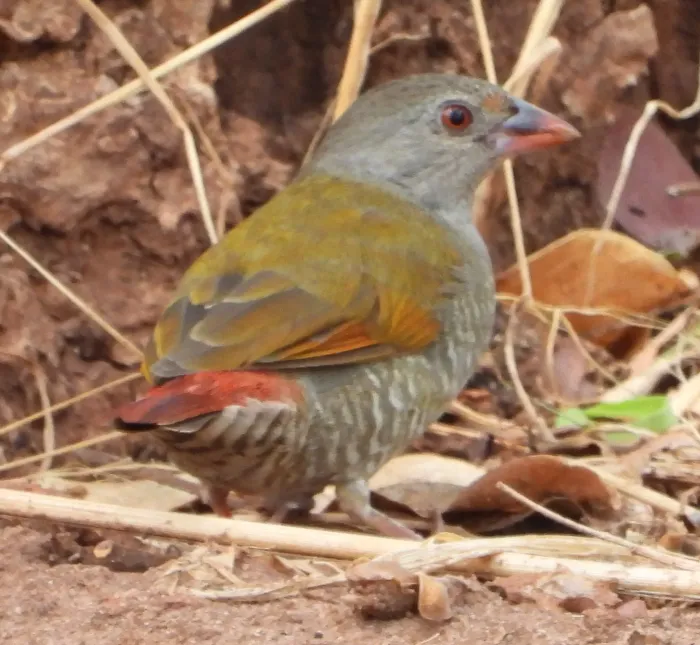 File:Pytilia afra 337629047.jpg