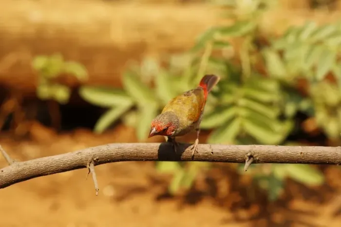 File:Pytilia afra 50938562.jpg