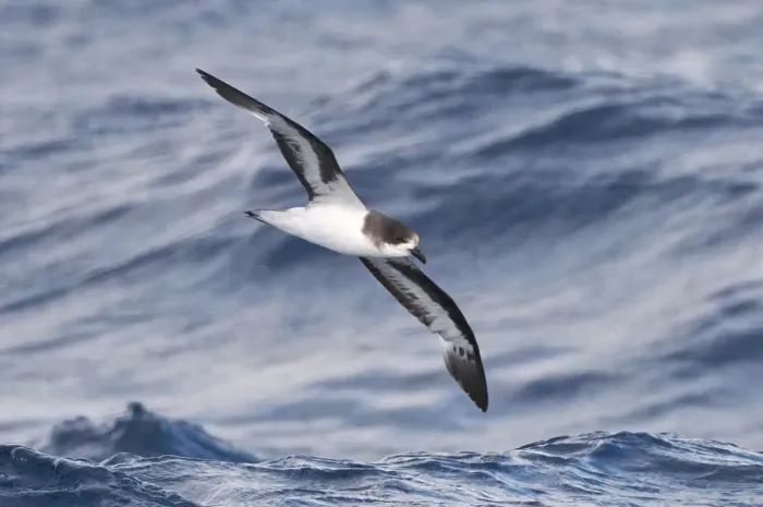 File:Pterodroma cahow 508936426.jpg