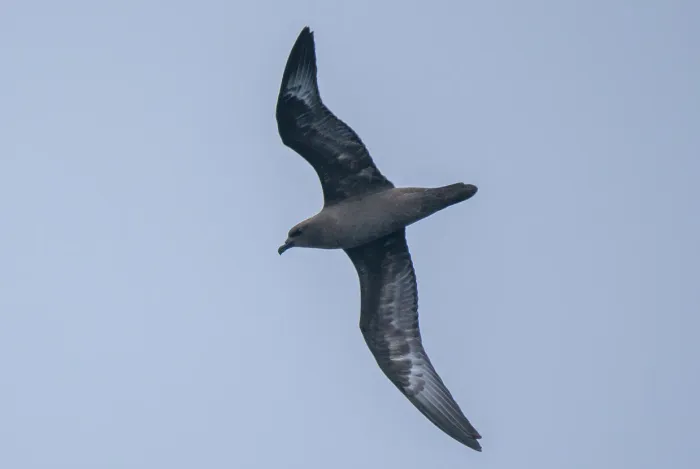 File:Pterodroma arminjoniana 397306717.jpg