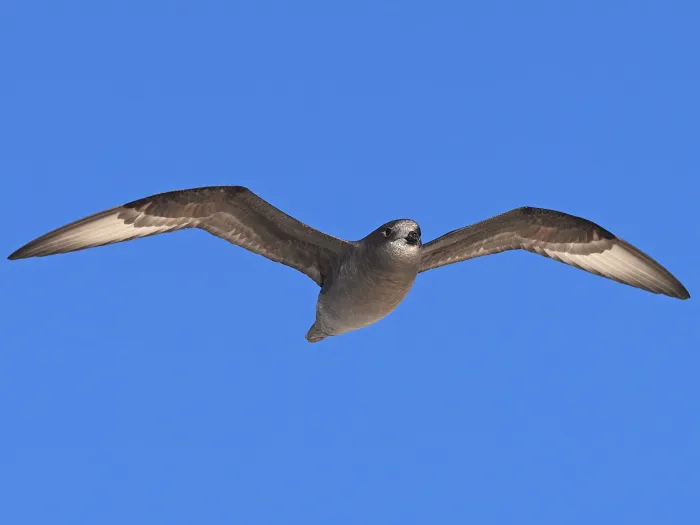 File:Murphy's Petrel (Pterodroma ultima) in Pitcairn Islands.jpg