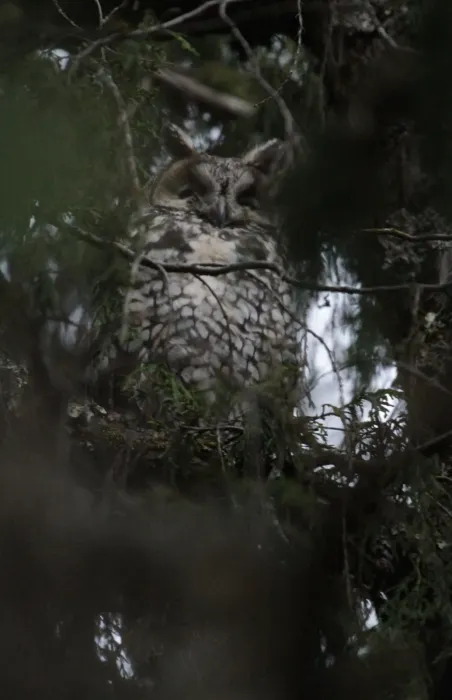 File:Asio abyssinicus - Mikael Bauer - 28336795.jpeg