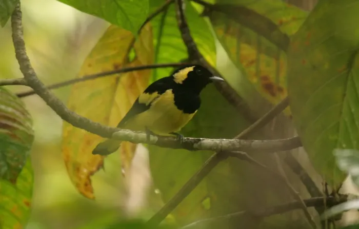 File:Symposiachrus brehmii - Mikael Bauer - 109867907.jpeg