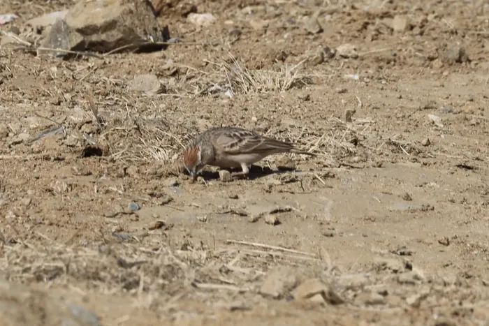 File:Calandrella eremica - Jacky Judas - 478147484.jpeg