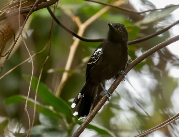 File:Cercomacra carbonaria Rio Branco Antbird (male); Caracaraí, Roraima, Brazil.jpg