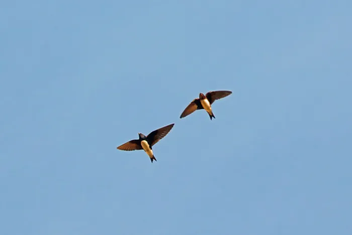 File:Progne sinaloae - Nigel Voaden - 2360317.jpeg