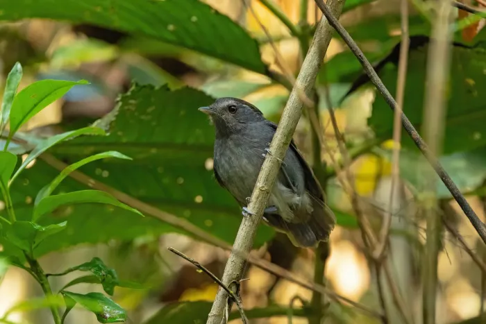 File:Conopophaga ardesiaca ardesiaca - Thibaud Aronson - 446926866.jpeg