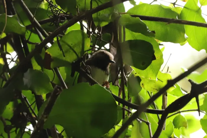 File:Apalis fuscigularis - Adrien Jailloux - 607781199.jpeg