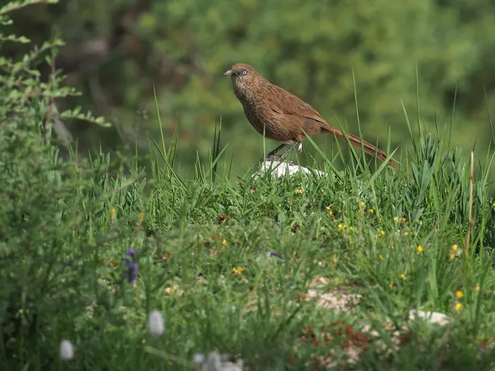 File:Pterorhinus koslowi - James Eaton - 367800186.jpeg