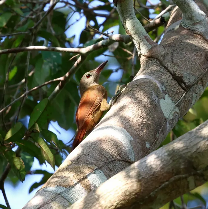 File:Hylexetastes uniformis - Miguel - 584297321.jpeg