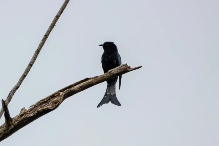 File:Surniculus musschenbroeki - Jesse Long - 380476216.jpeg