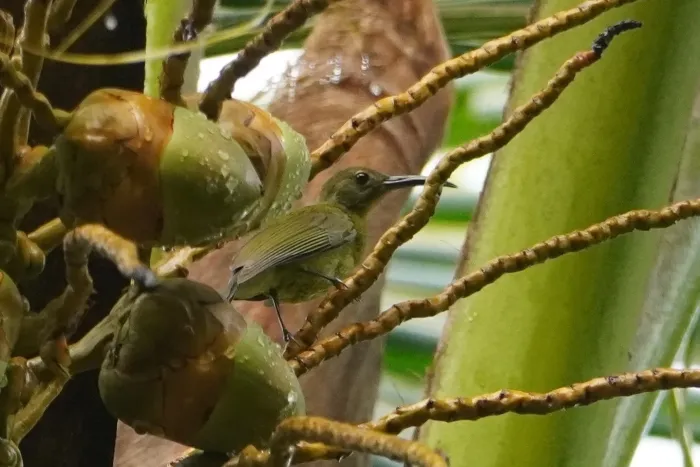 File:Toxorhamphus novaeguineae 597656400.jpg