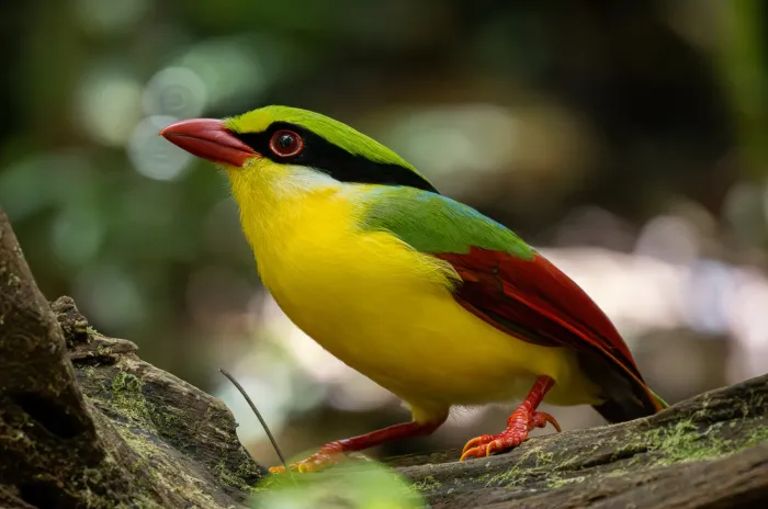 File:Cissa hypoleuca 385766144.jpg