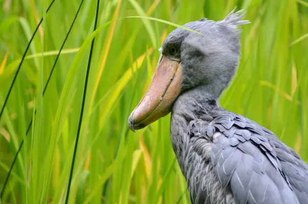 File:Balaeniceps rex (Schuhschnabel - Shoebill) - Weltvogelpark Walsrode 2011.jpg