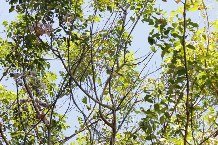 File:Kimberly Honeyeater (Meliphaga fordiana).jpg