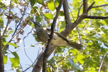 File:Kimberly Honeyeater (Meliphaga fordiana) (cropped).jpg