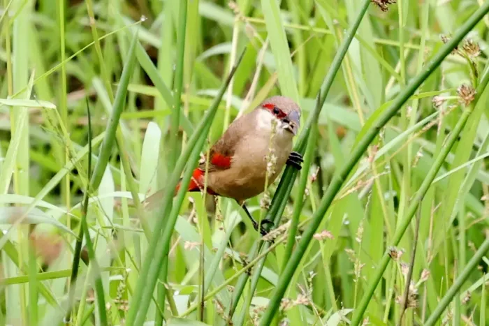 File:Crimson-rumped Waxbill (Estrilda rhodopyga centralis), Kiruhura, Uganda 1.jpg