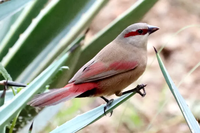 File:Crimson-rumped Waxbill (Estrilda rhodopyga centralis), Hoima, Uganda 2.jpg