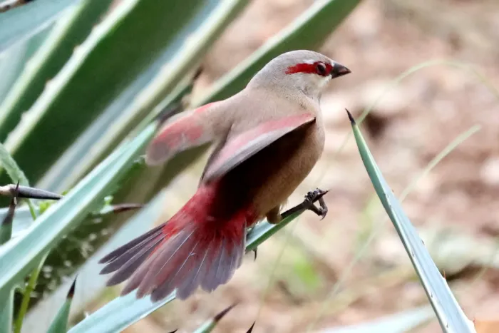 File:Crimson-rumped Waxbill (Estrilda rhodopyga centralis), Hoima, Uganda 3.jpg