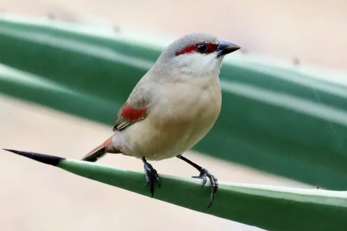 File:Crimson-rumped Waxbill (Estrilda rhodopyga centralis), Hoima, Uganda 4.jpg