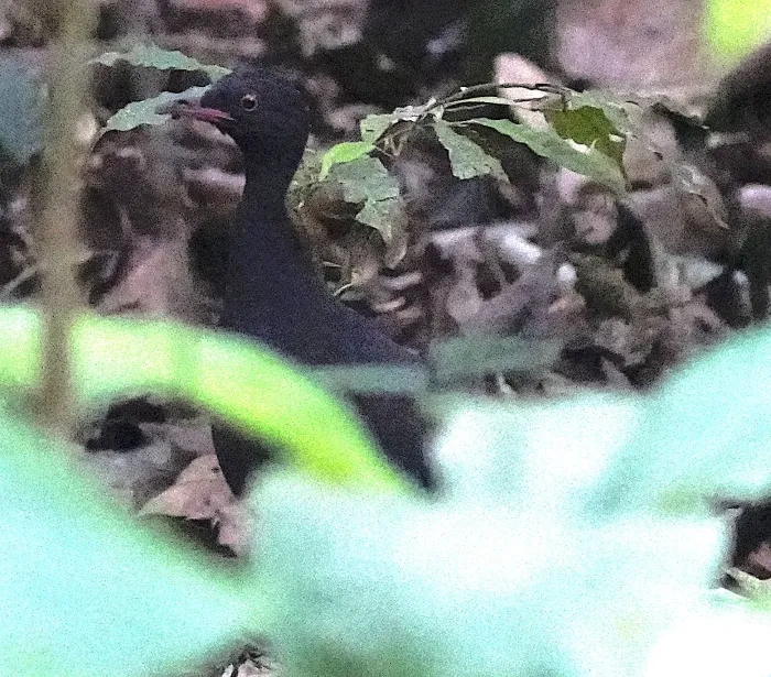 File:Crypturellus berlepschi - Rudy Gelis - 240712121.jpeg