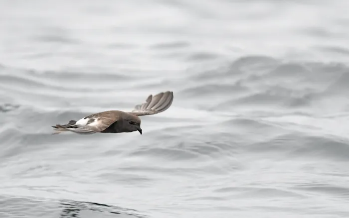 File:Oceanites pincoyae - Christoph Moning - 365968844.jpeg