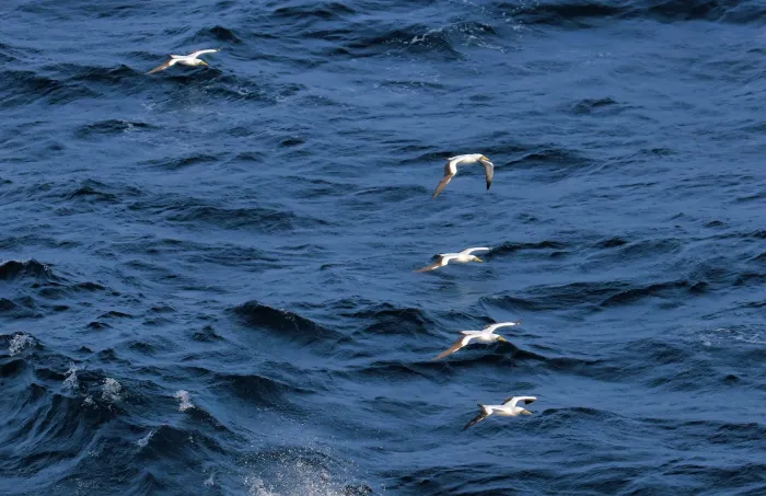File:Masked boobies Sula dactylatra flock 8826.jpg
