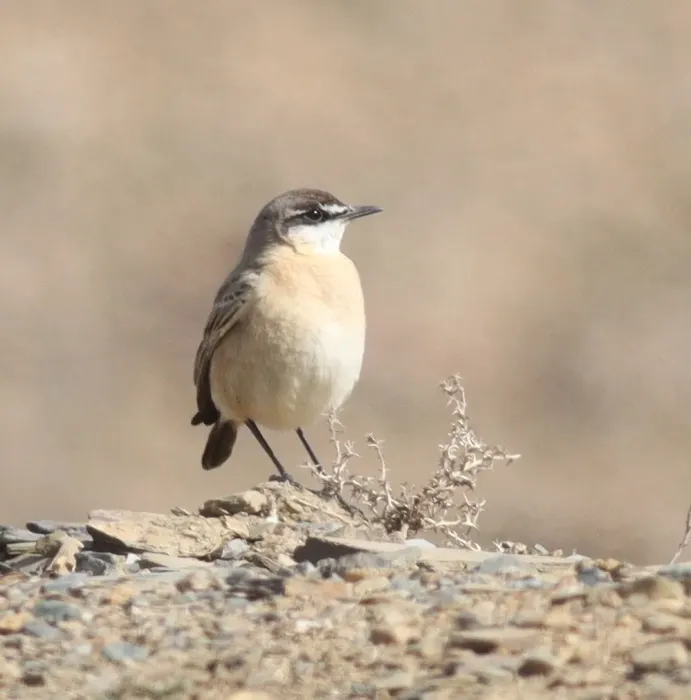 File:Buff-breasted Wheatear (Oenanthe bottae), Asir, Saudi Arabia 03.jpg