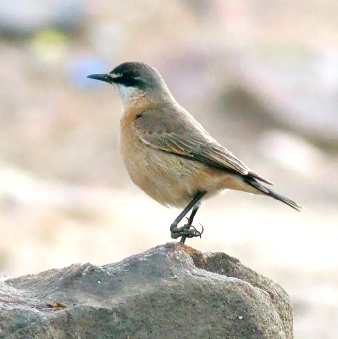 File:Buff-breasted Wheatear (Oenanthe bottae), Asir, Saudi Arabia 04.jpg