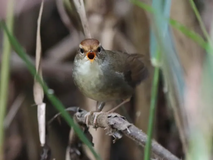 File:Cettia major - Ian Dugdale - 547329072.jpeg