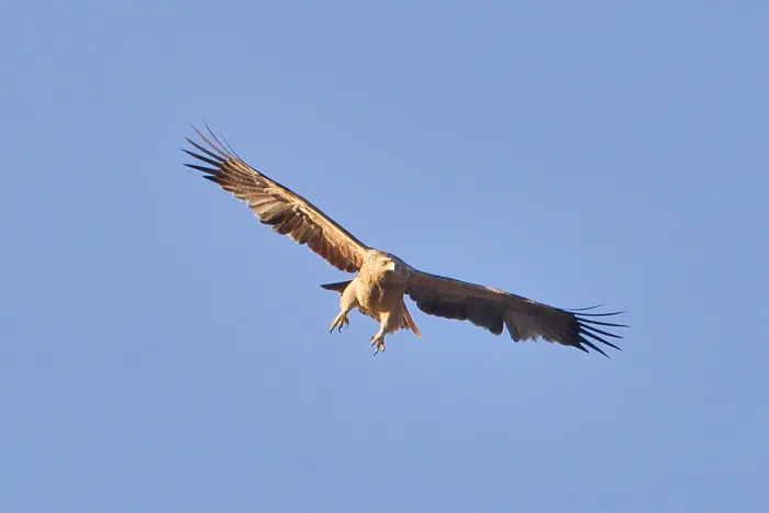 File:Aquila adalberti, La Cañada.jpg